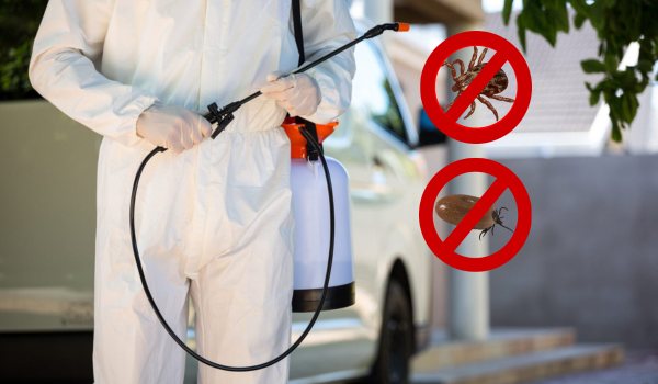 rattus rattus control de plagas en santiago - garrapatas