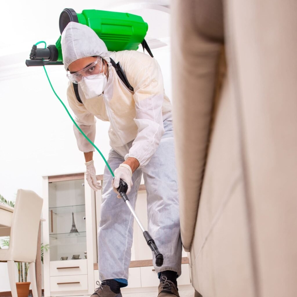 rattus rattus control de plagas nuestro trabajo 08