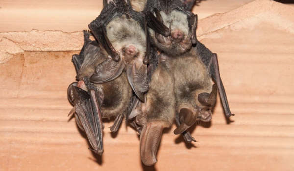 rattus rattus servicio de control de aves y murcielagos santiago