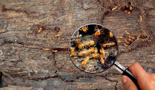 servicio de control de termitas santiago