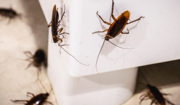 rattus rattus tratamiento de cucarachas en santiago oriente causas y soluciones definitivas home