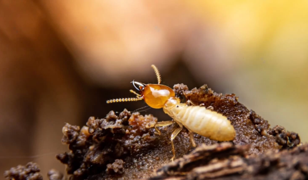 control de termitas en santiago la florida la reina las condes providencia