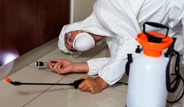 desinsectacion en santiago oriente cuando un tratamiento profesional es realmente necesario